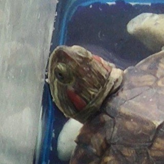 Animal Mating